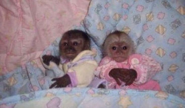 Aesthetic Monkey Pfp