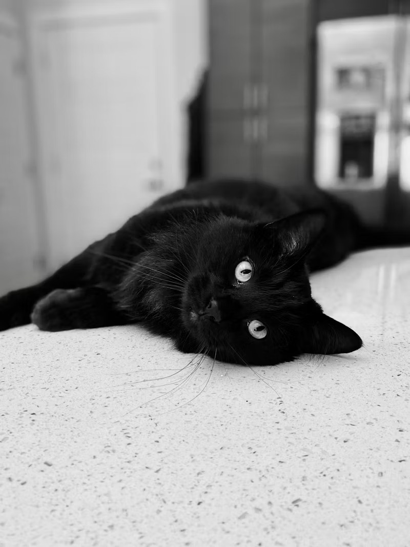 Black Cat Image