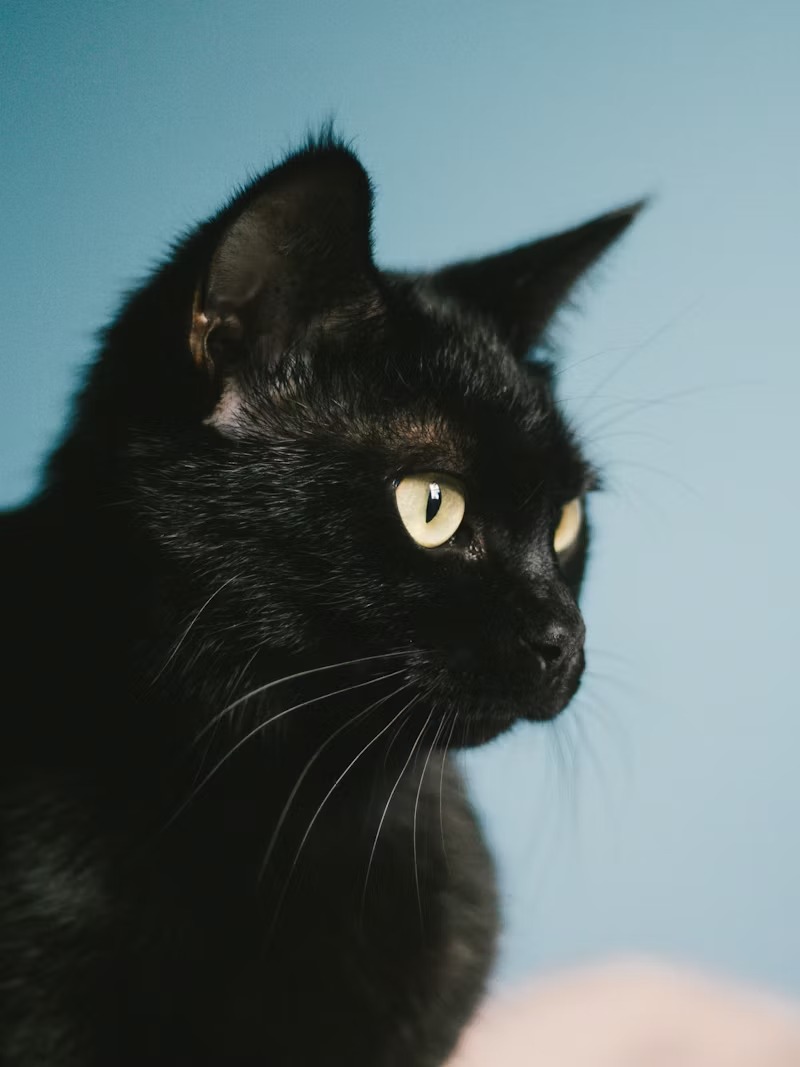 Black Cat Pfp