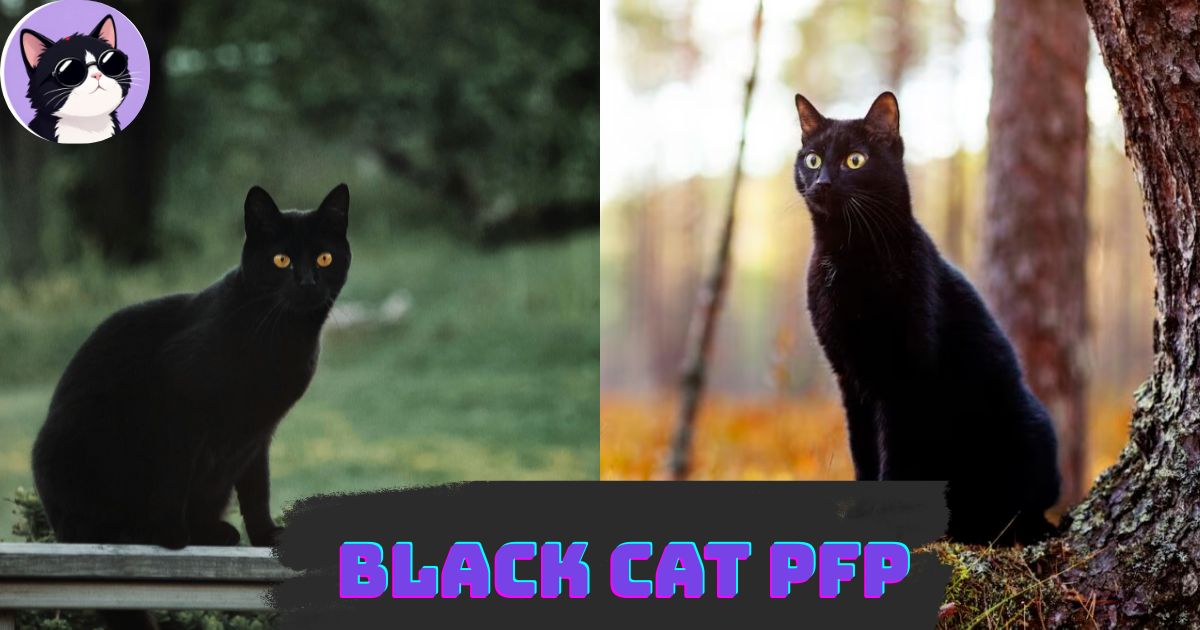 Black Cat Pfp