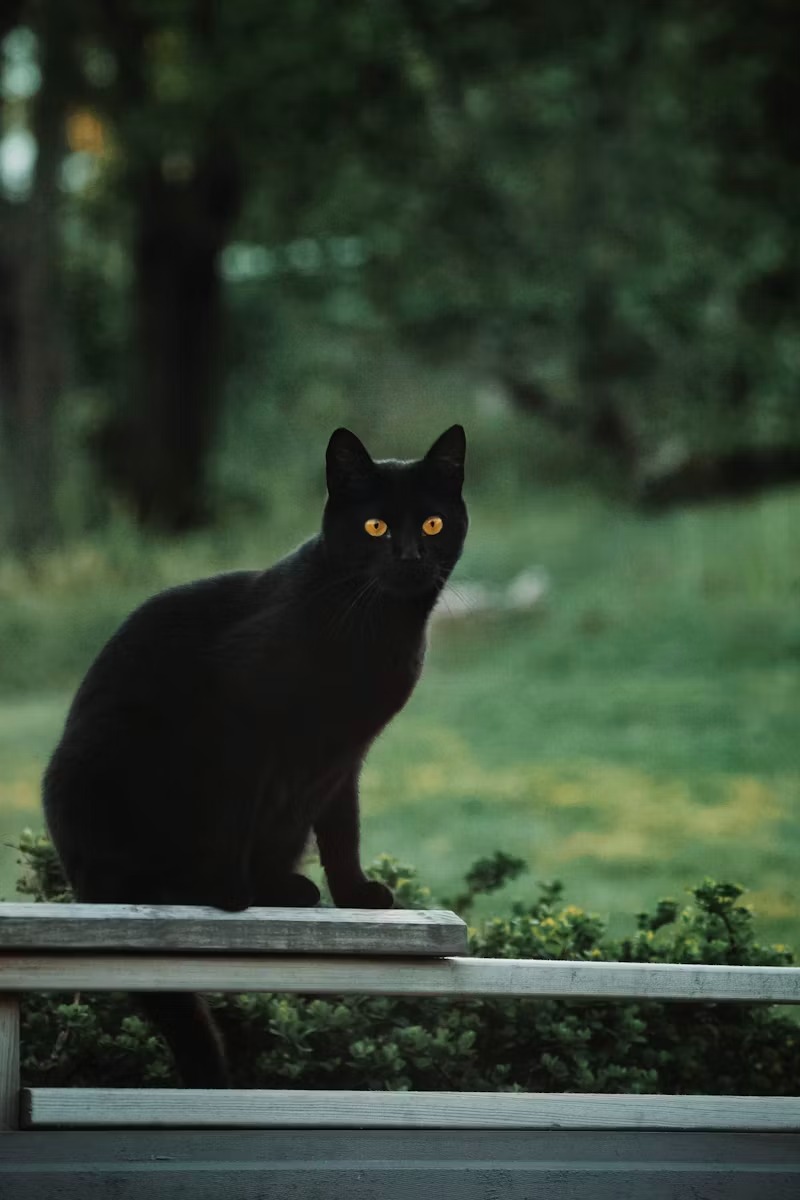 Black Cat Photo
