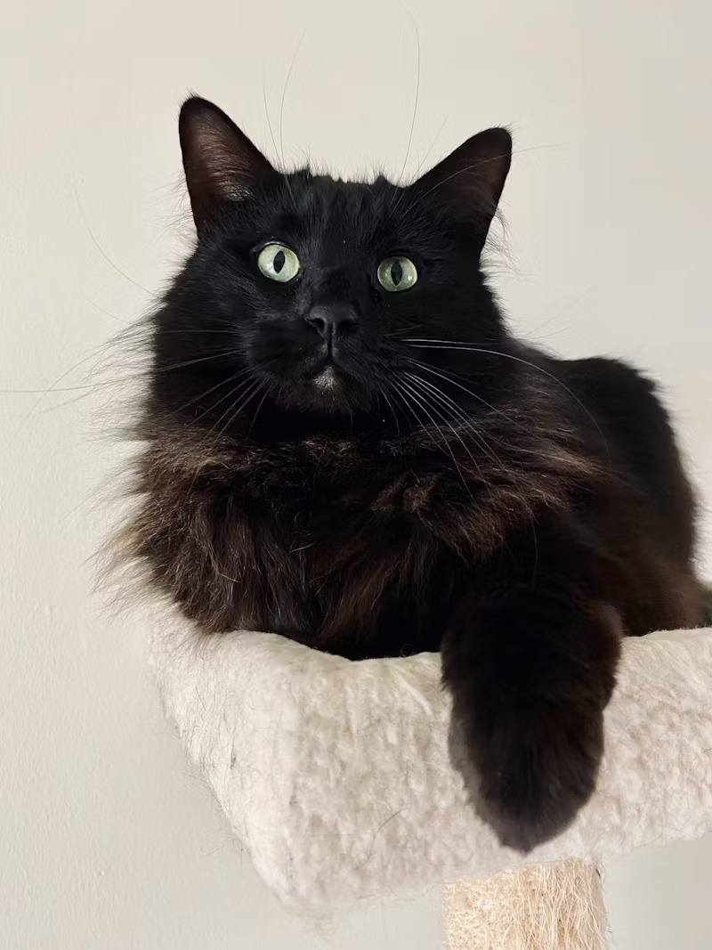 Black Cat Pictures