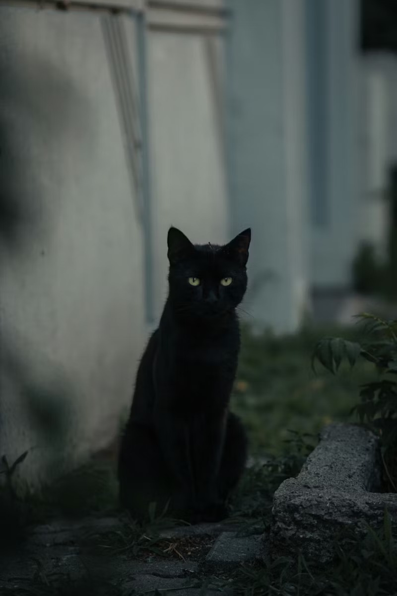 Black Cat Wallpaper