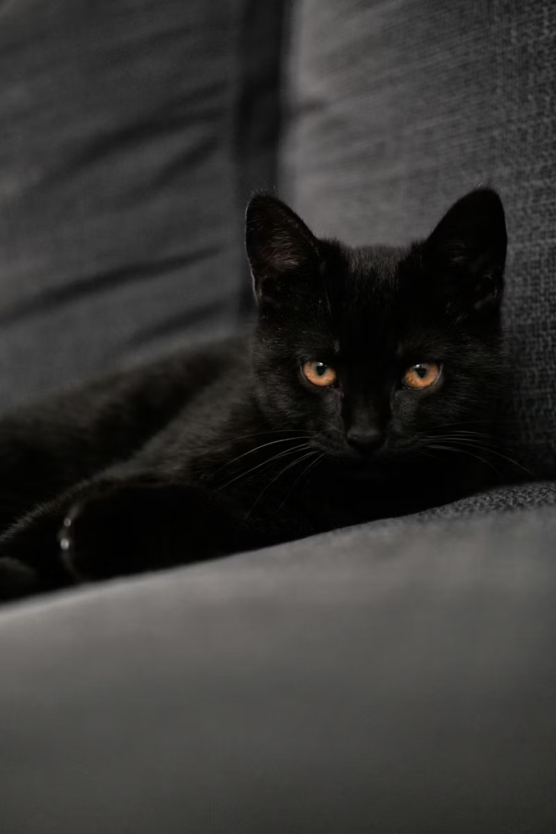 Black Cat