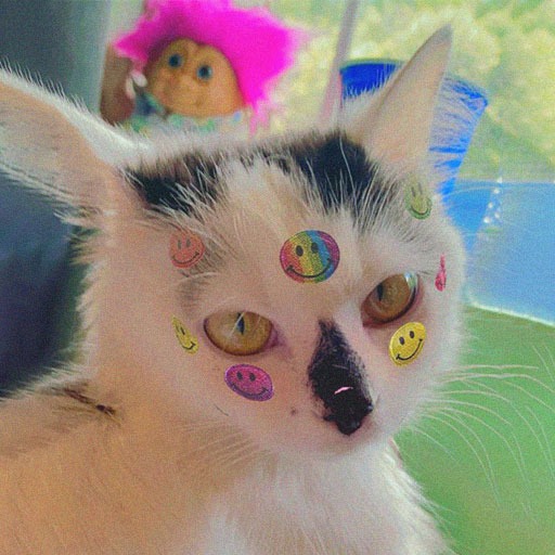Cat Funny Cat Pfp