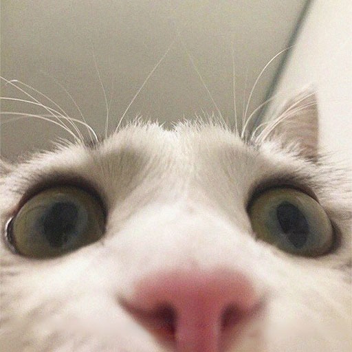 Cat Meme Funny Cat Pfp Meme