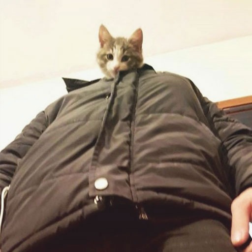 Cat Meme Pfp