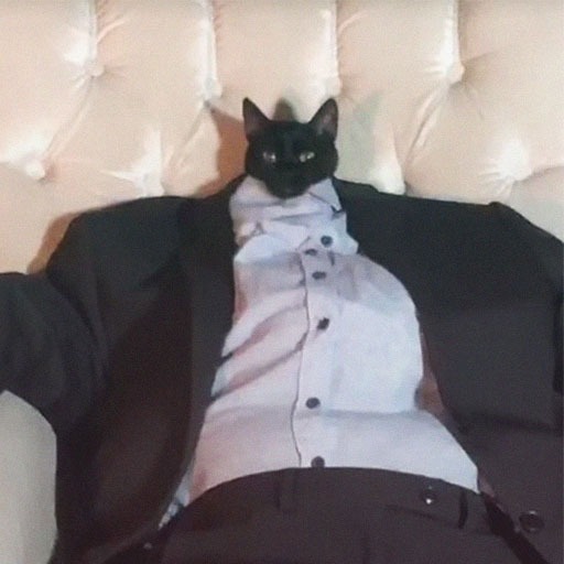 Cat Pfp