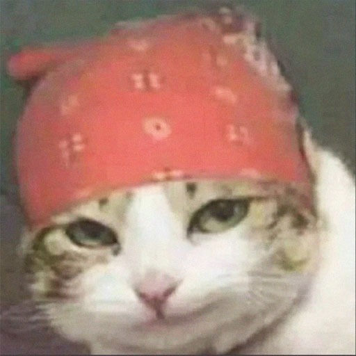 Cat Pfp Funny