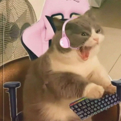 Cat Pfp Meme