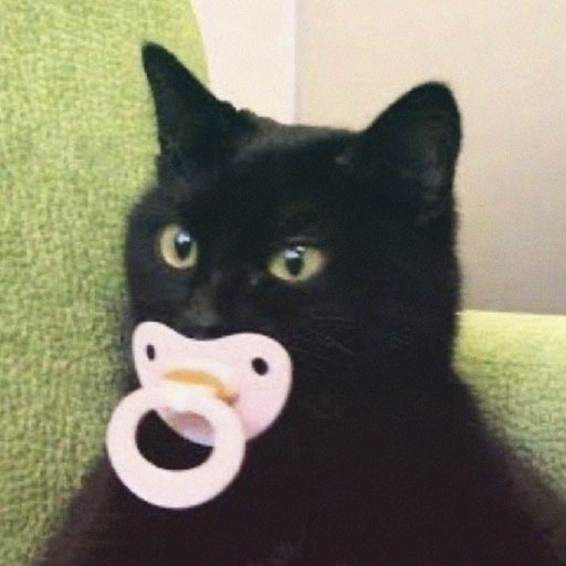 Cat Pfps Funny
