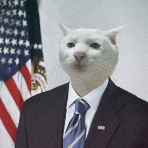 Cat Pfps
