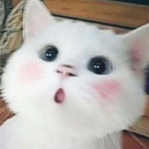 Cool Cat Pfp