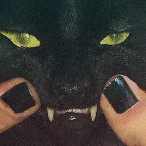 Cool Funny Cat Pfp
