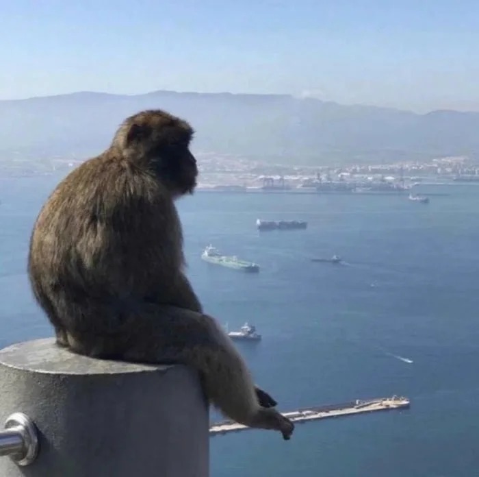 Cool Monkey