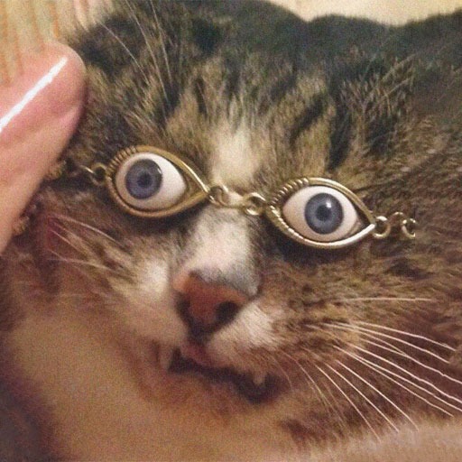 Cute Funny Cat Pfp