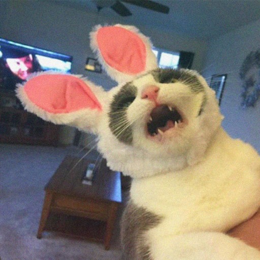 Discord Funny Cat Pfp Meme