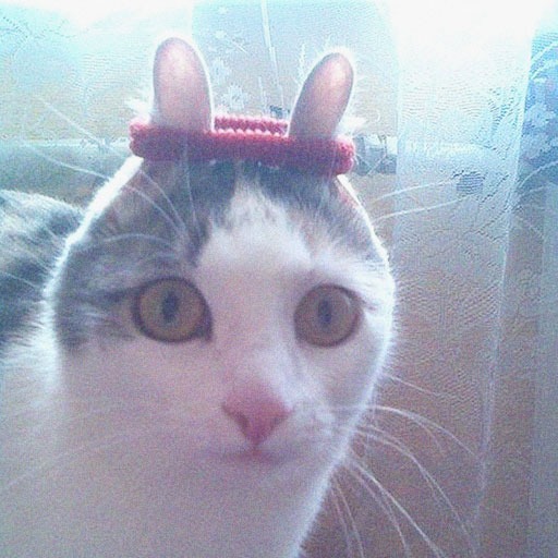 Funny Cat Pfp