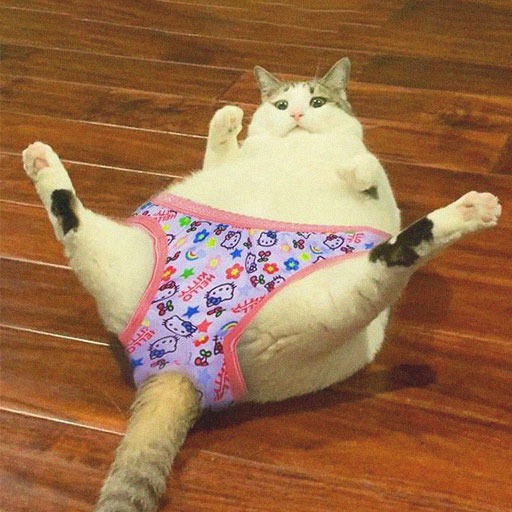 Funny Cat Pfp Discord