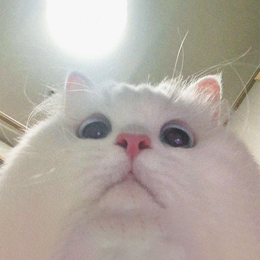Funny Cat Pfp For Discord