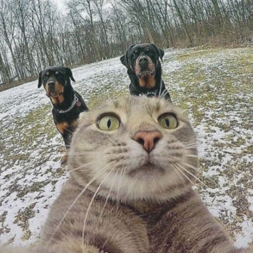 Funny Cat Pfp For Girl