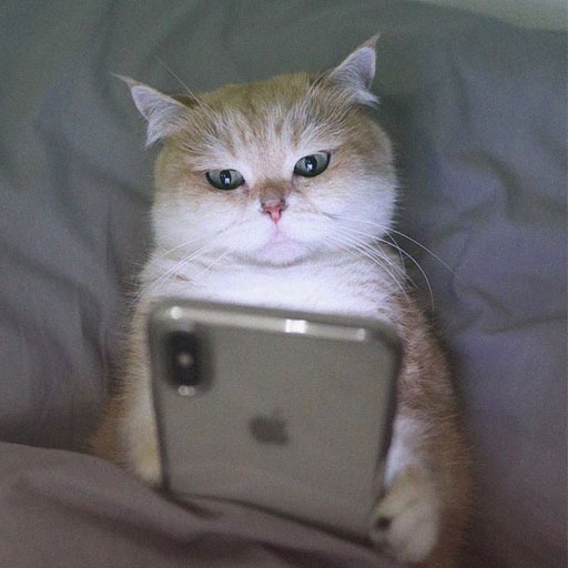 Funny Cat Pfp For Instagram