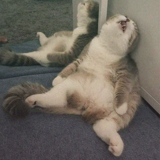 Funny Cat Pfp Meme