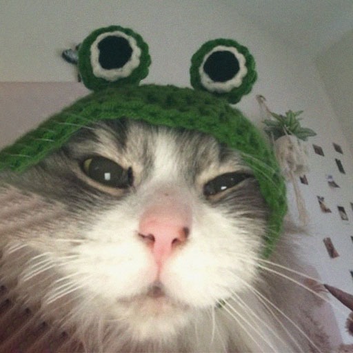 Funny Cat Pfp Pics