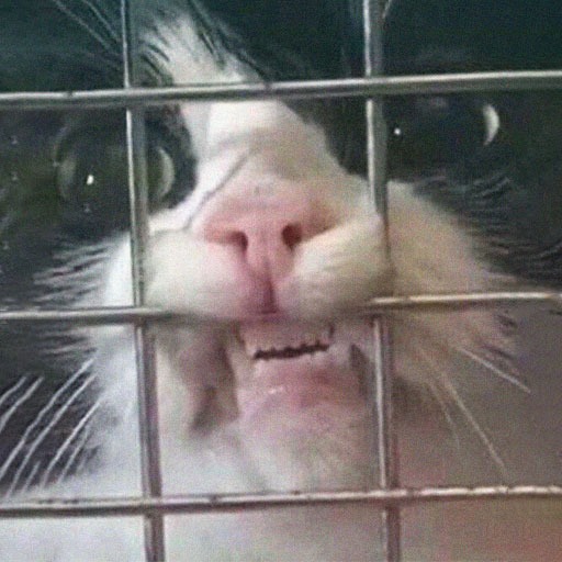 Funny Cat Pfp Pinterest