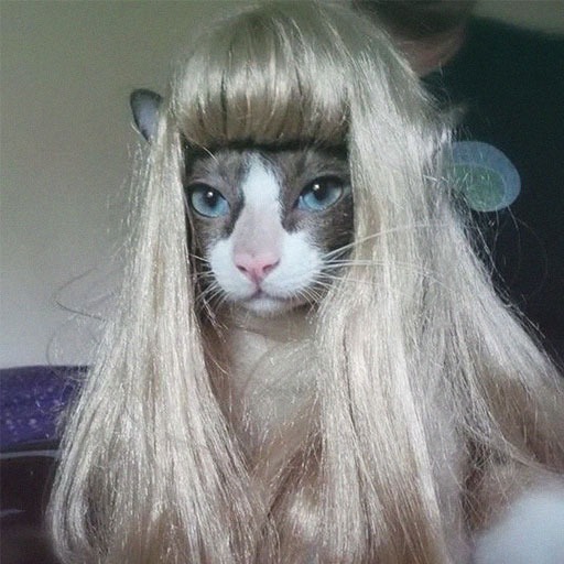 Funny Funny Cat Pfp