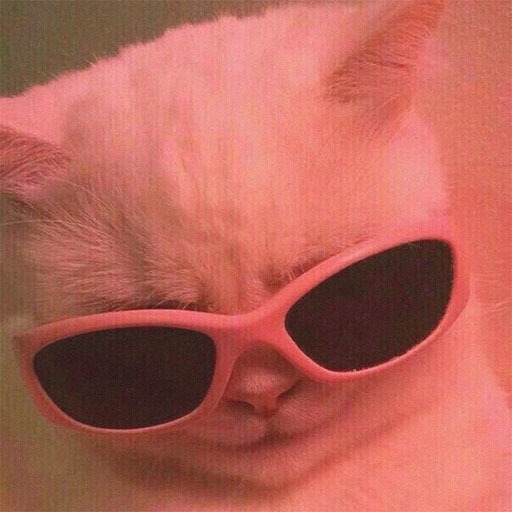 Funny Funny Cat Pfp Meme