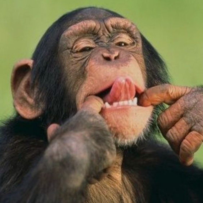 Funny Monkey Pfp