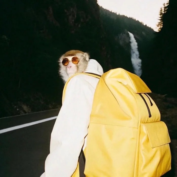 Funny Pfp Monkey