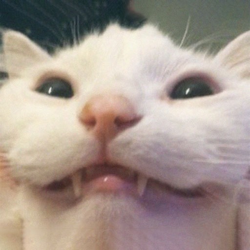 Goofy Cat Pfp
