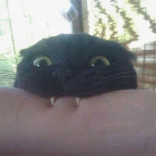 Goofy Cat Pfps