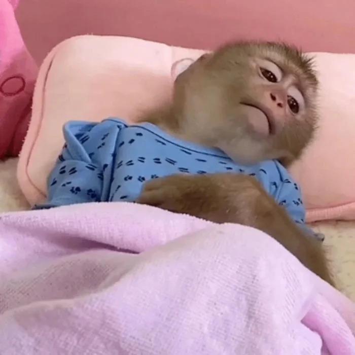 Matching Monkey Pfp