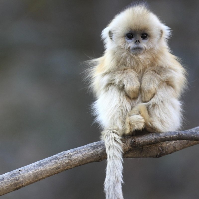 Monkey Pfp