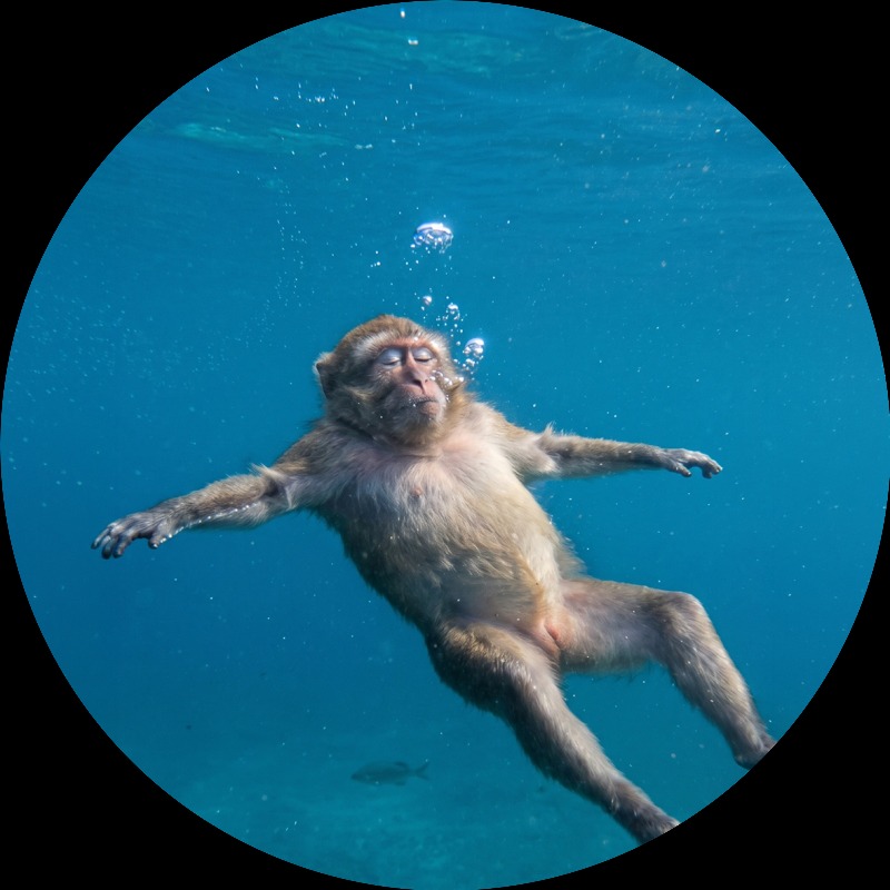 Monkey Pfp Discord