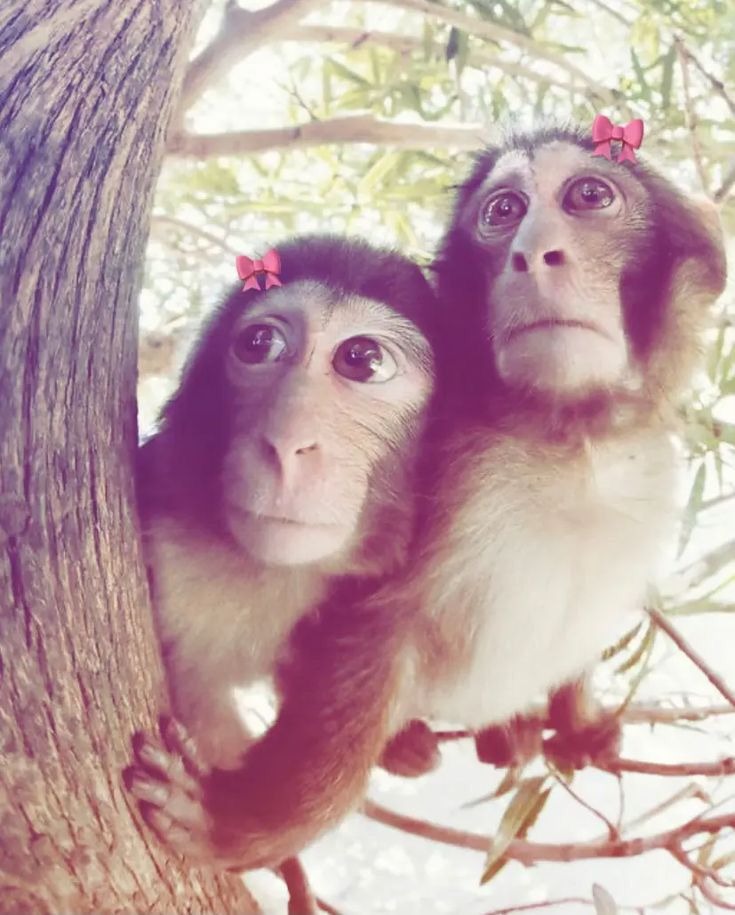 Monkey Pfp Funny