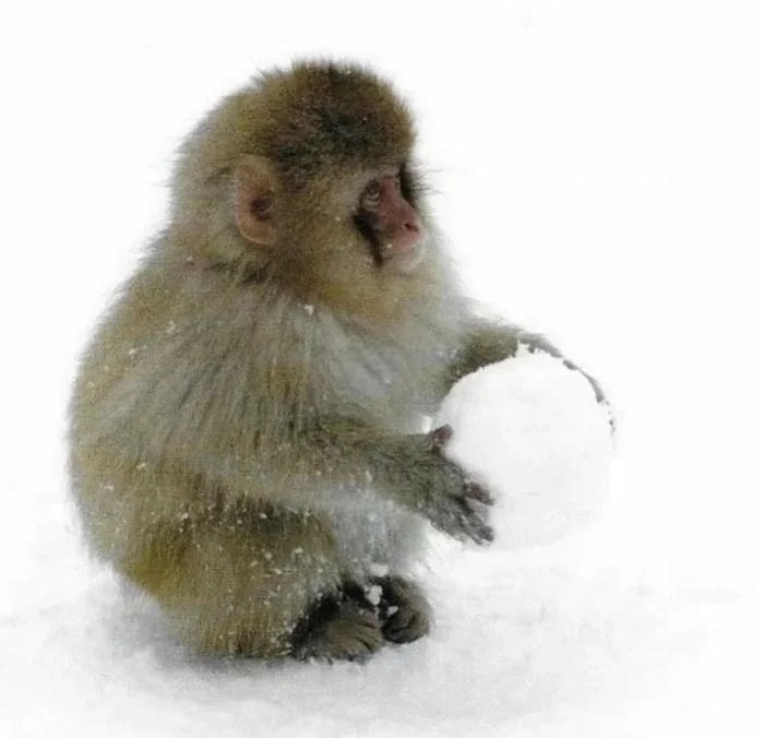 Pfp Monkey