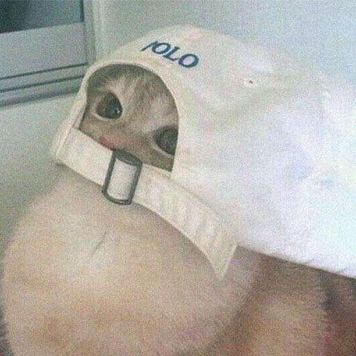 Profile Funny Cat Pfp