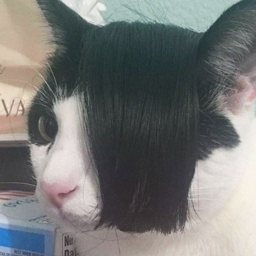 Silly Cat Pfp
