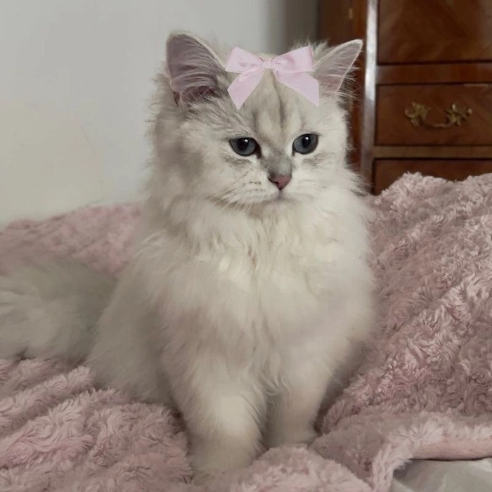 Cat Laptop Coquette Wallpaper Pinterest