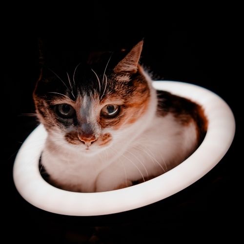 Cat PFP