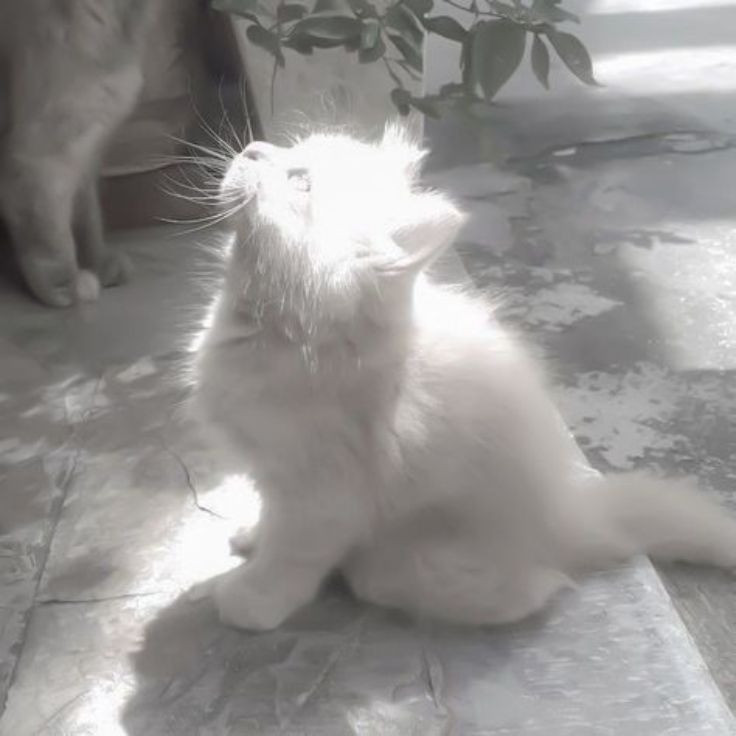Cat White Pfp Aesthetic