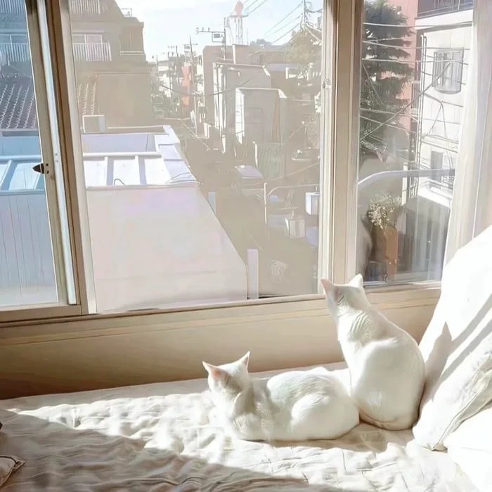 Cat White Pfps