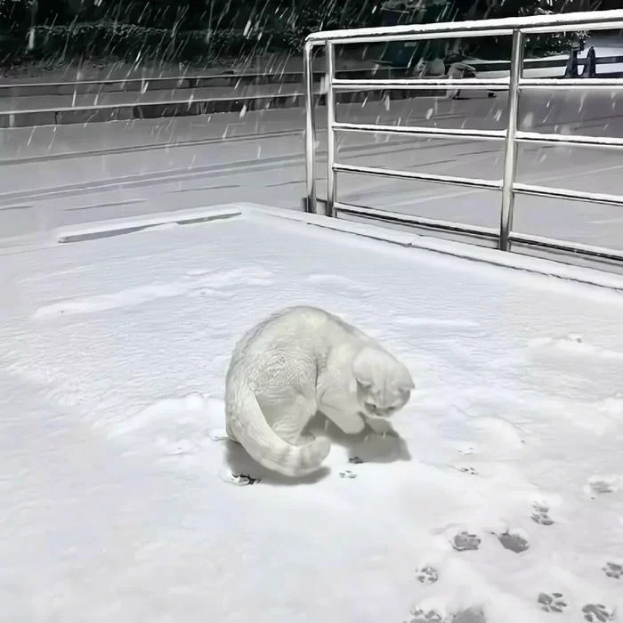 Cat White Wallpaper