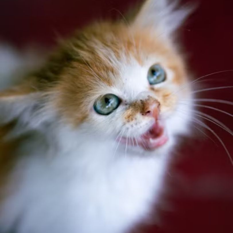 about cat pfp