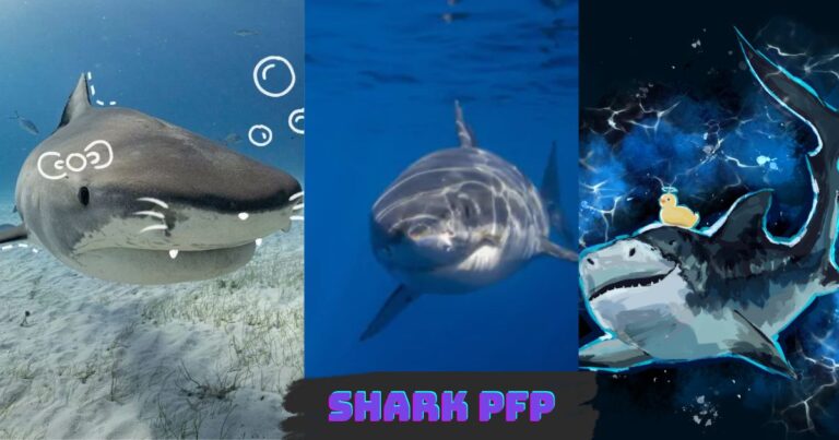 shark pfp